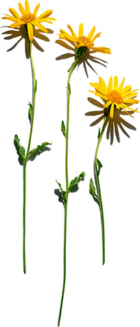 Arnica