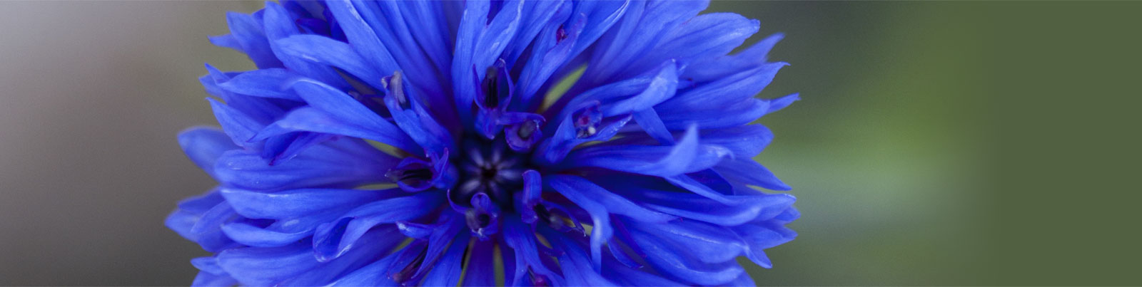 Cornflower