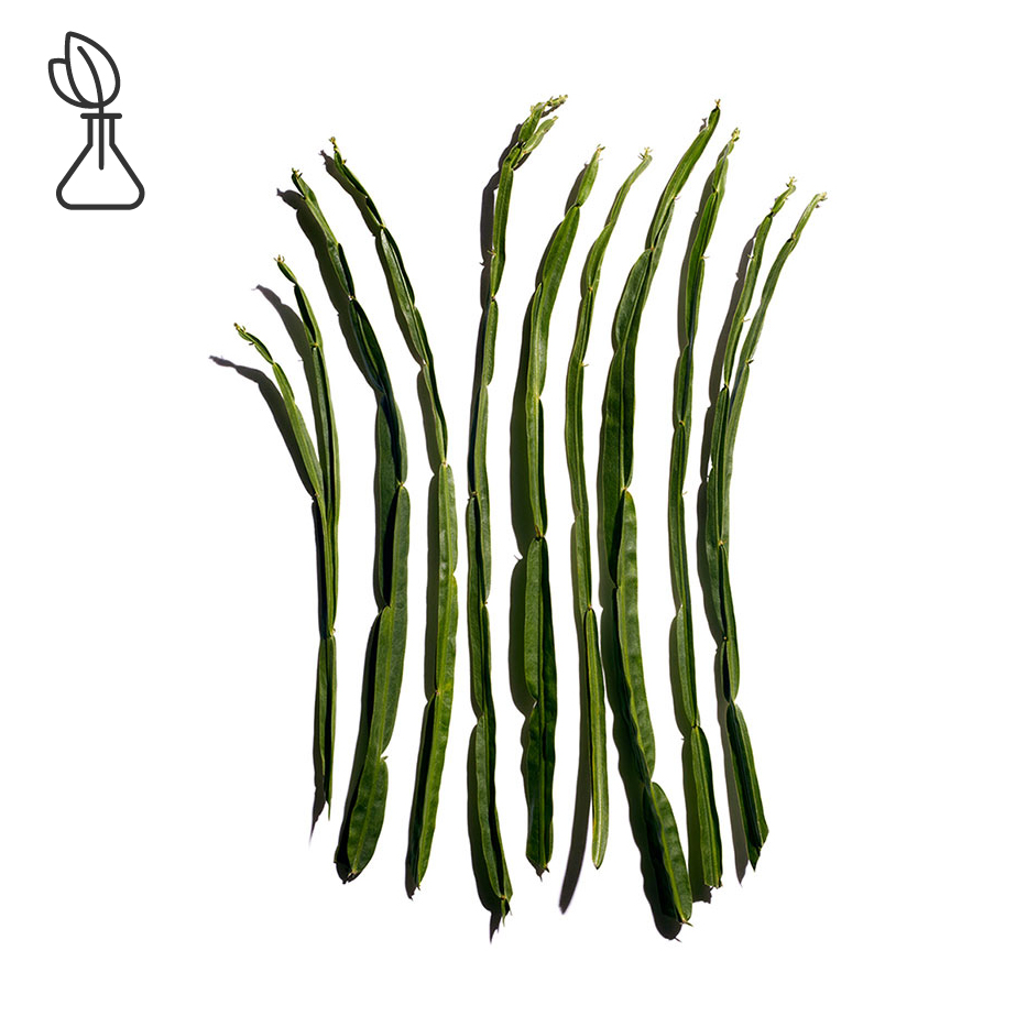 نبتة الخمرية-مستخلص نبتة الخمرية-Baccharis genistelloides extract