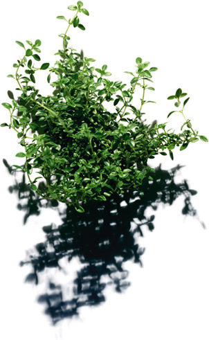 Lemon thyme