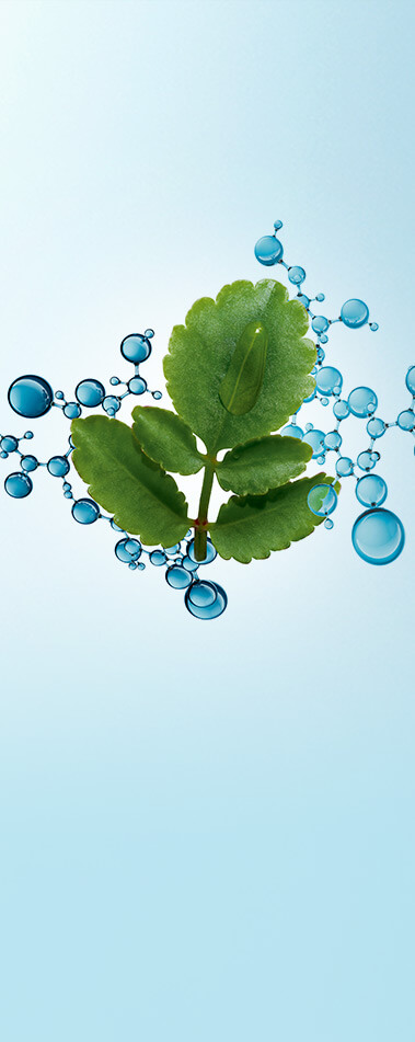 نبتة الحياة