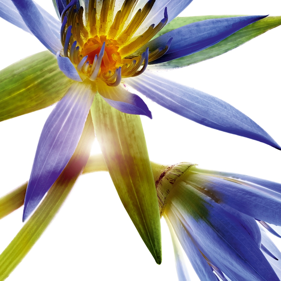 اللوتس الأزرق-شمع اللوتس الأزرق-Nymphaea caerulea flower extract