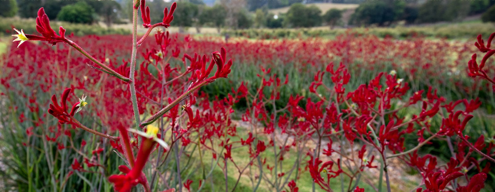 Kangaroo Paw
