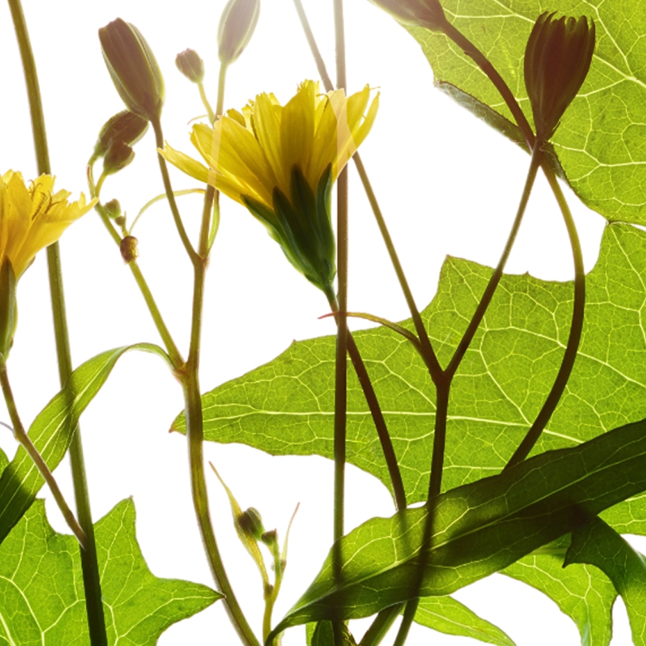 نبتة الحلمة-مستخلص نبتة الحلمة-Lapsana communis flower/leaf/stem extract