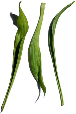 Narrow-leaf plantain
