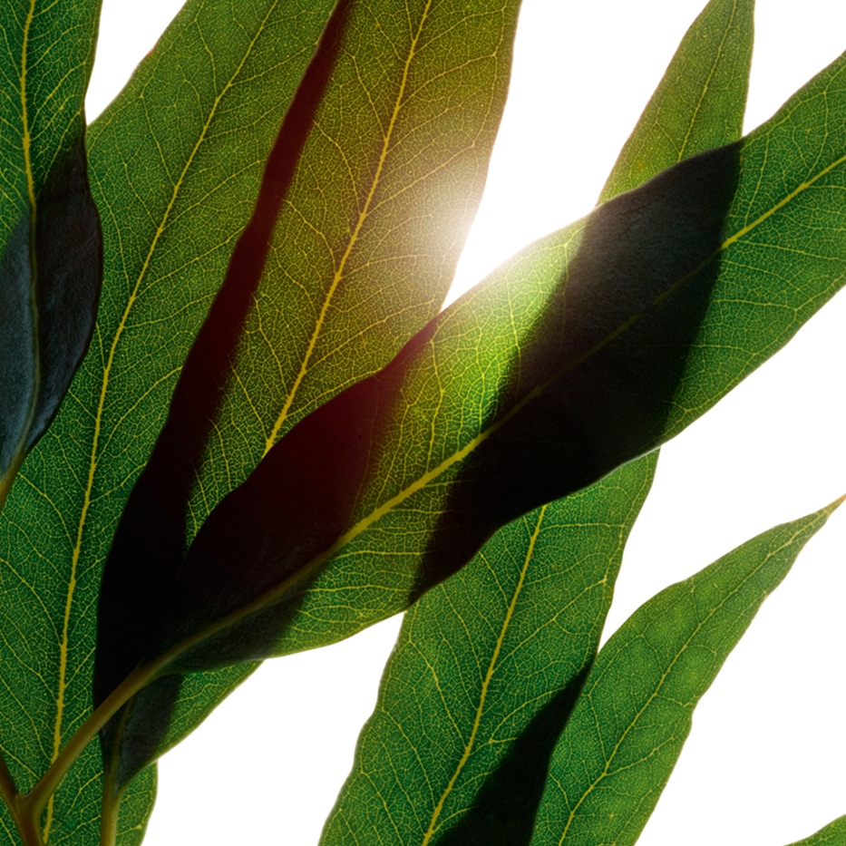 أوكالبتوس-زيت الأوكالبتوس العطري العضوي-Eucalyptus globulus leaf oil
