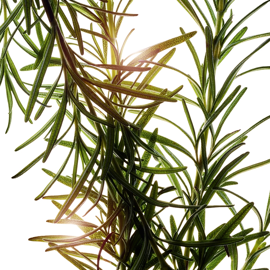 إكليل الجبل-زيت إكليل الجبل العطري-Rosmarinus officinalis (rosemary) leaf oil