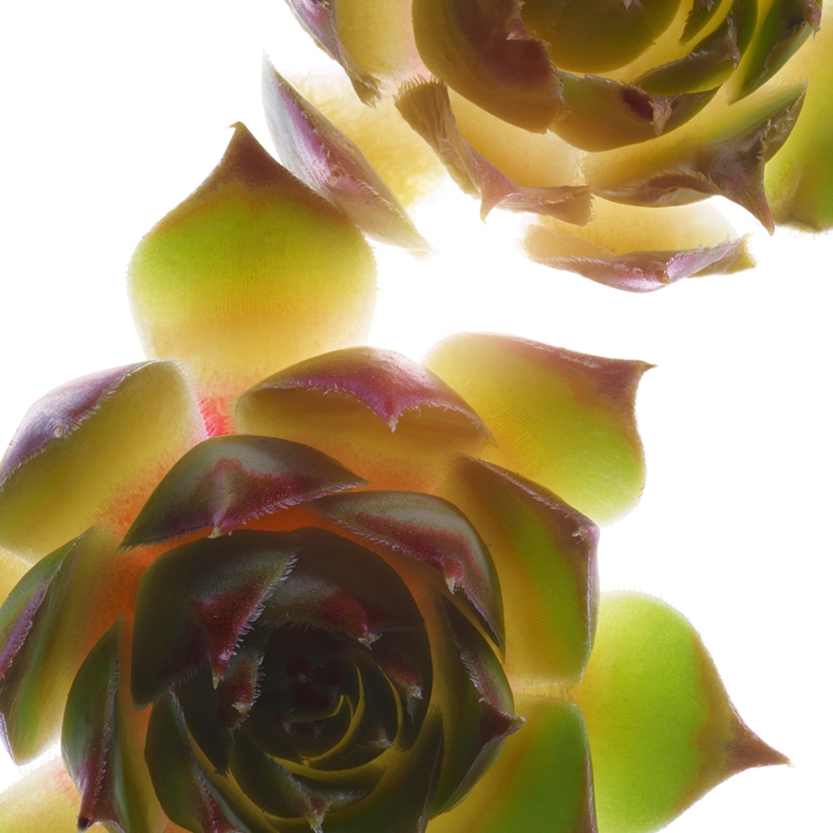 نبتة المخلدة-مستخلص نبتة المخلدة العضوي-Sempervivum tectorum extract