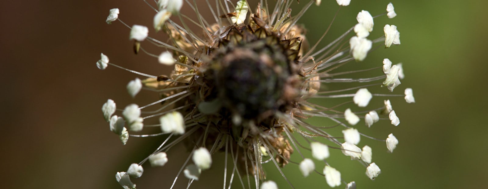 Narrow-leaf plantain
