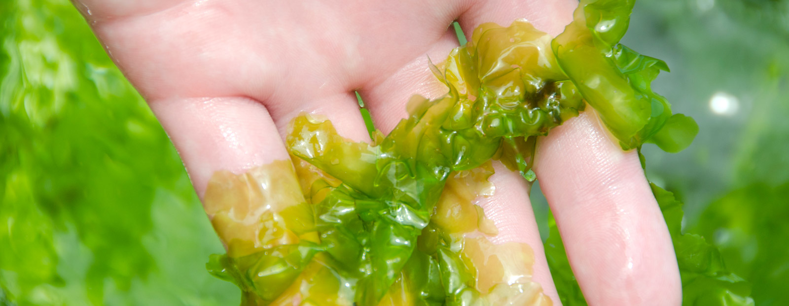 Sea Lettuce