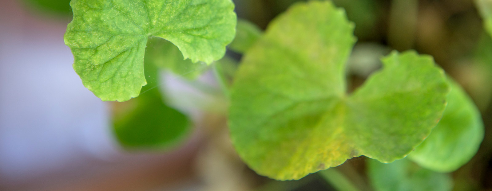 Centella asiatica
