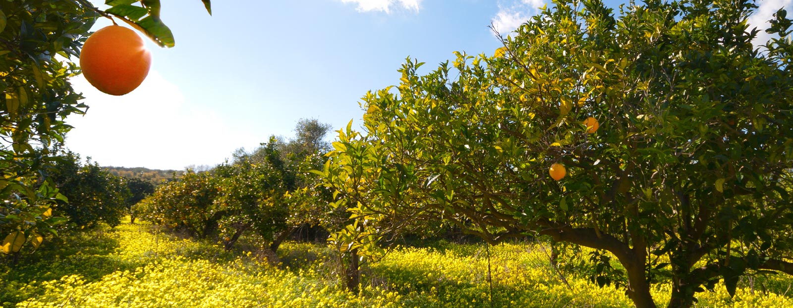 Bitter orange marked on the map