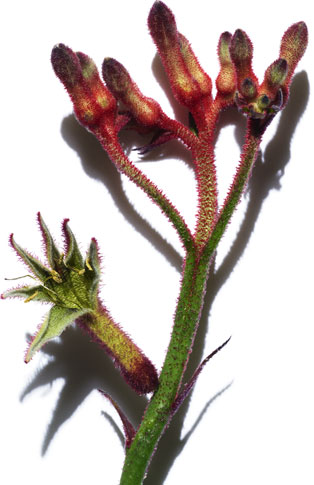 Kangaroo Paw