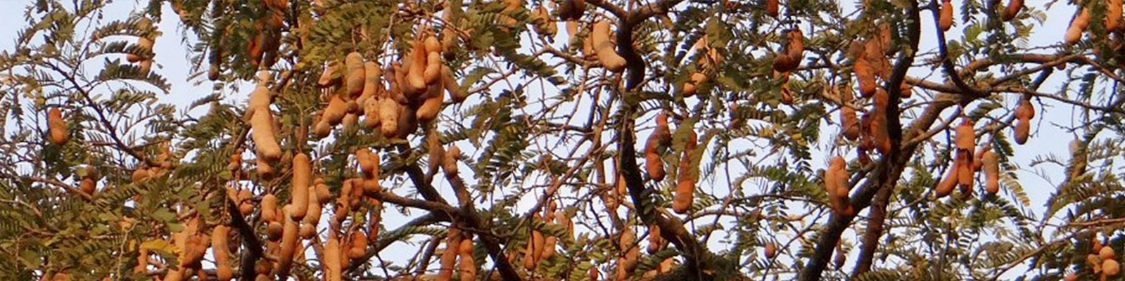 Tamarind