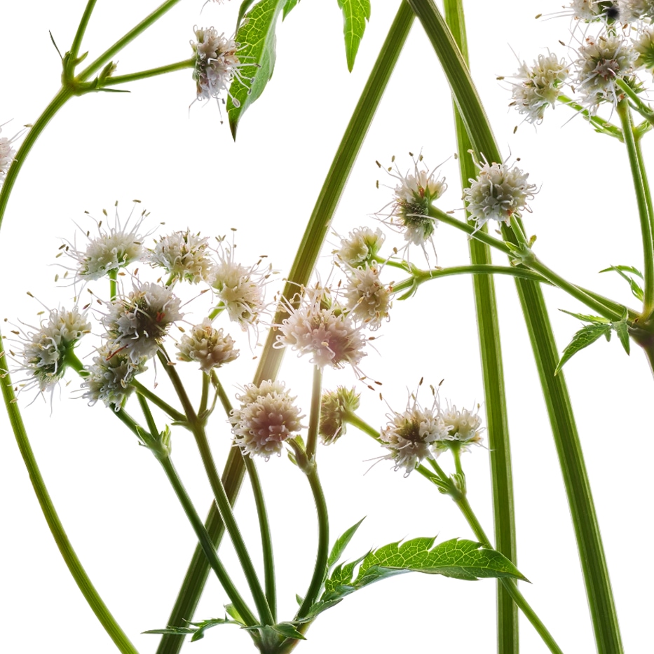 نبتة السانيكولة-مستخلص نبتة السانيكولة العضوي-Sanicula europaea extract