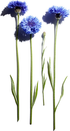 Cornflower
