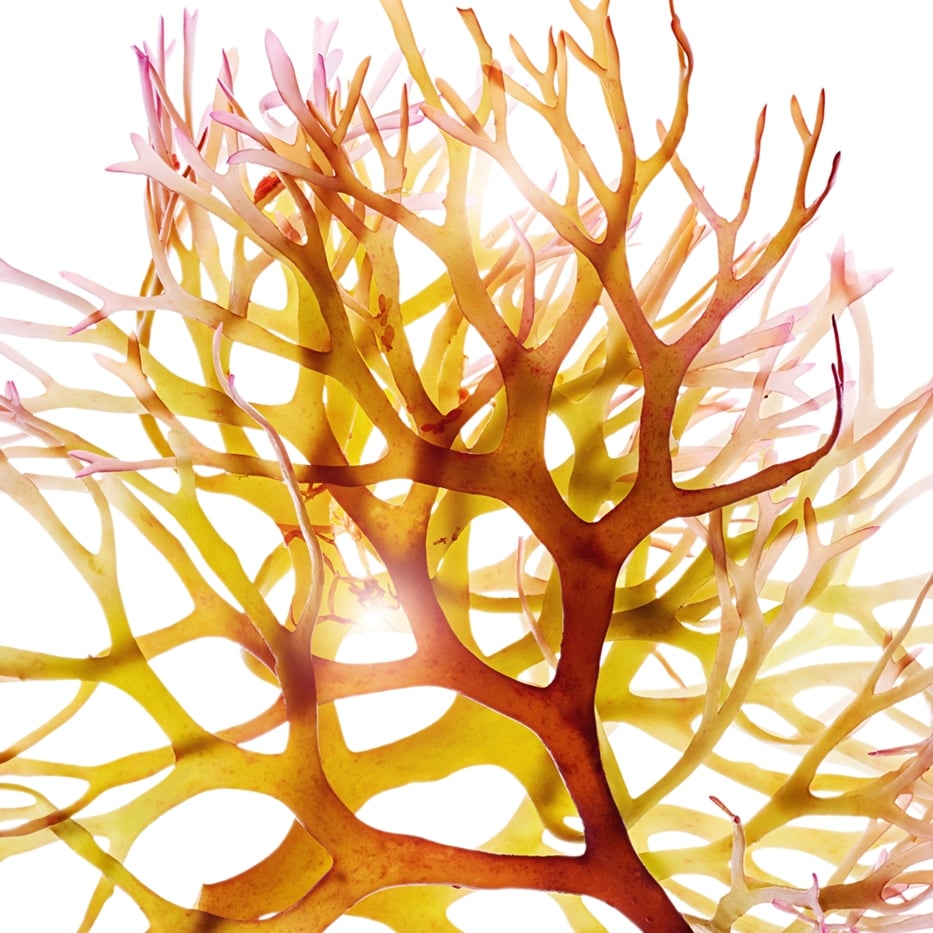 الطحلب الأيرلندي-مستخلص الطحلب الأيرلندي-Chondrus crispus (carrageenan) extract