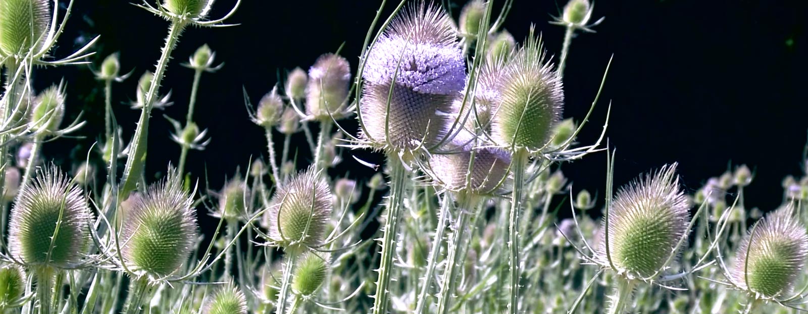 Teasel