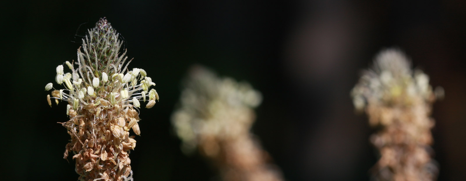 Narrow-leaf plantain