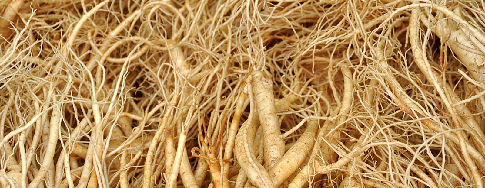 Ginseng