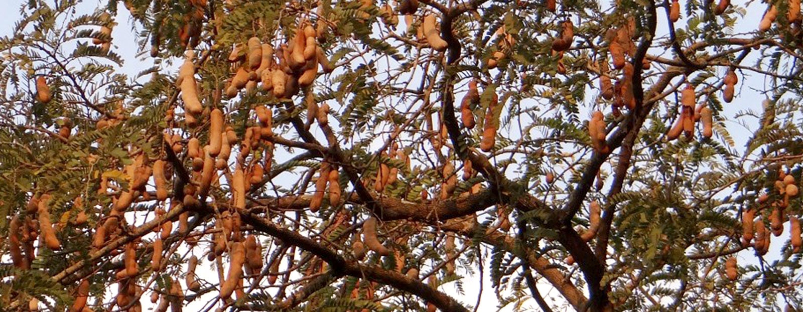 Tamarind