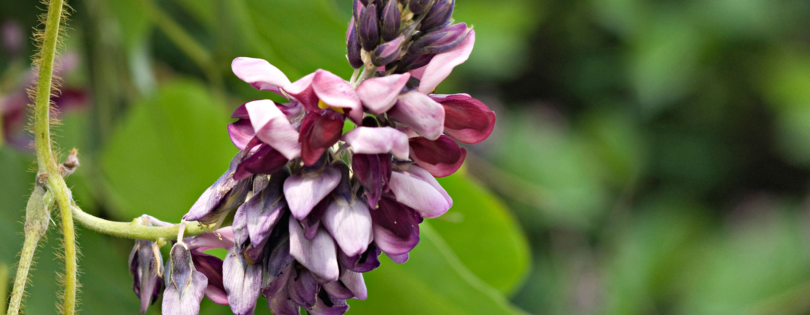 Pueraria lobata