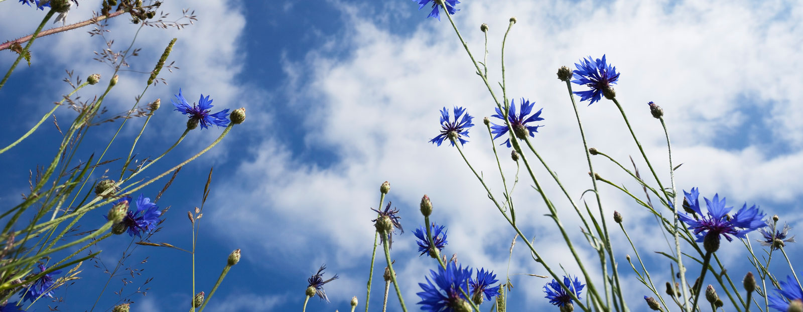 Cornflower