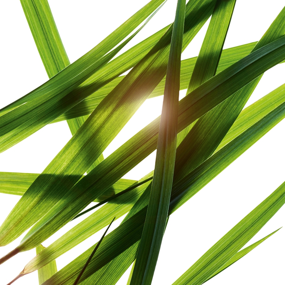 عشبة البيسون-مستخلص عشبة البيسون-Hierochloe odorata extract