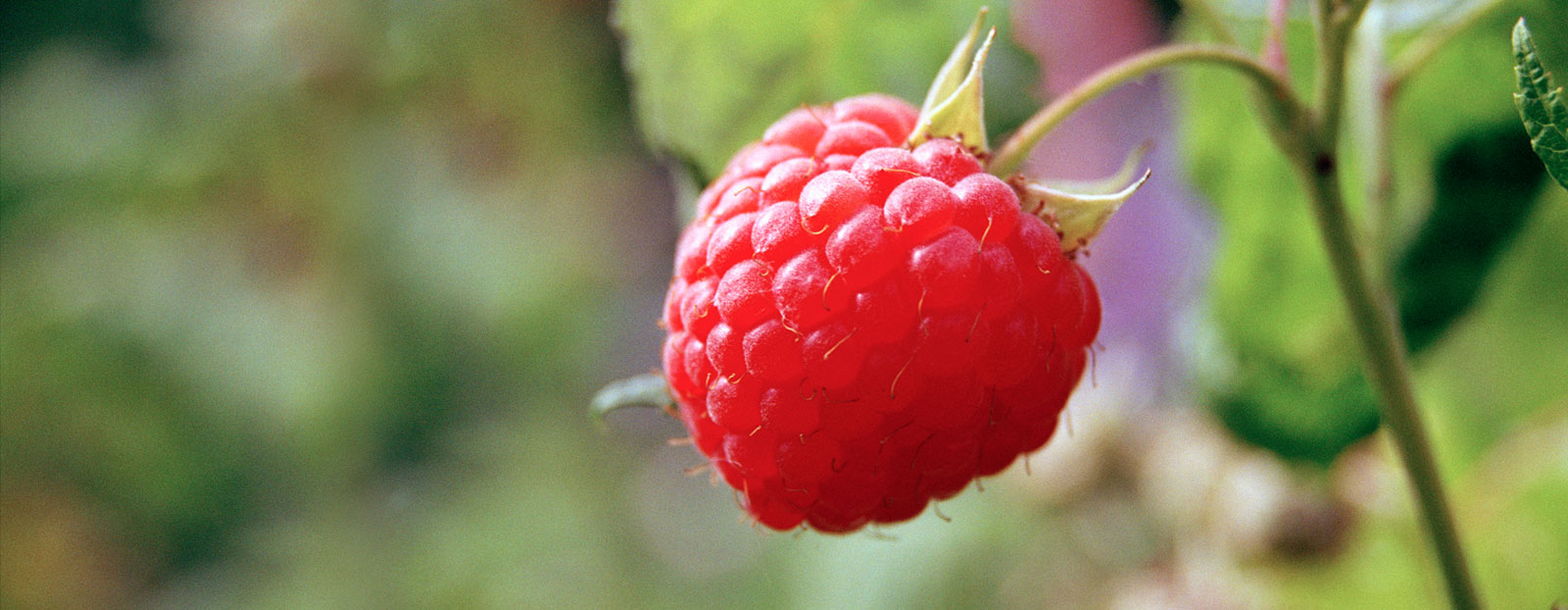 Raspberry