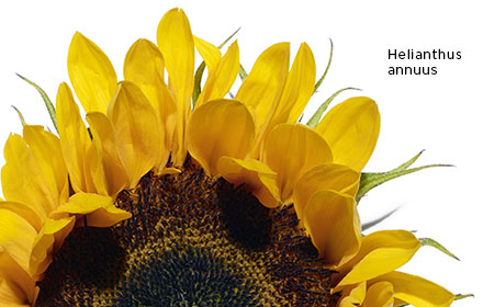 beauty-environmental