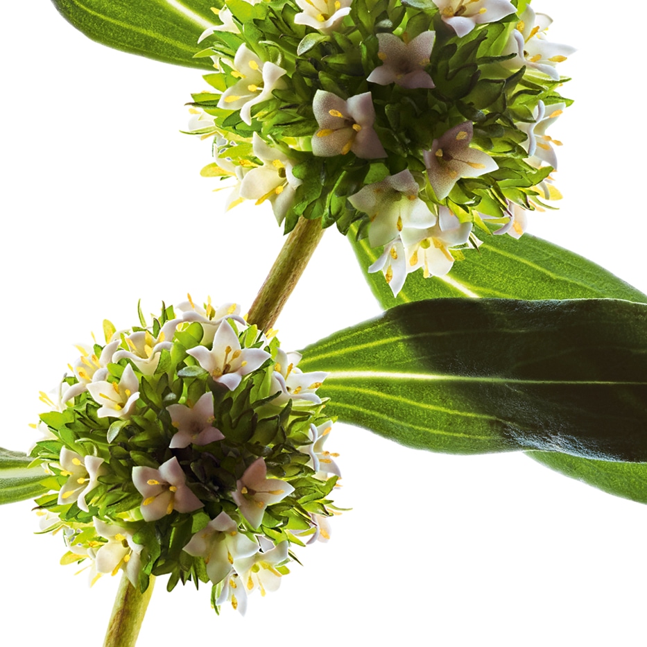 ميتراكاربوس-مستخلص ميتراكاربوس العضوي-Mitracarpus scaber extract