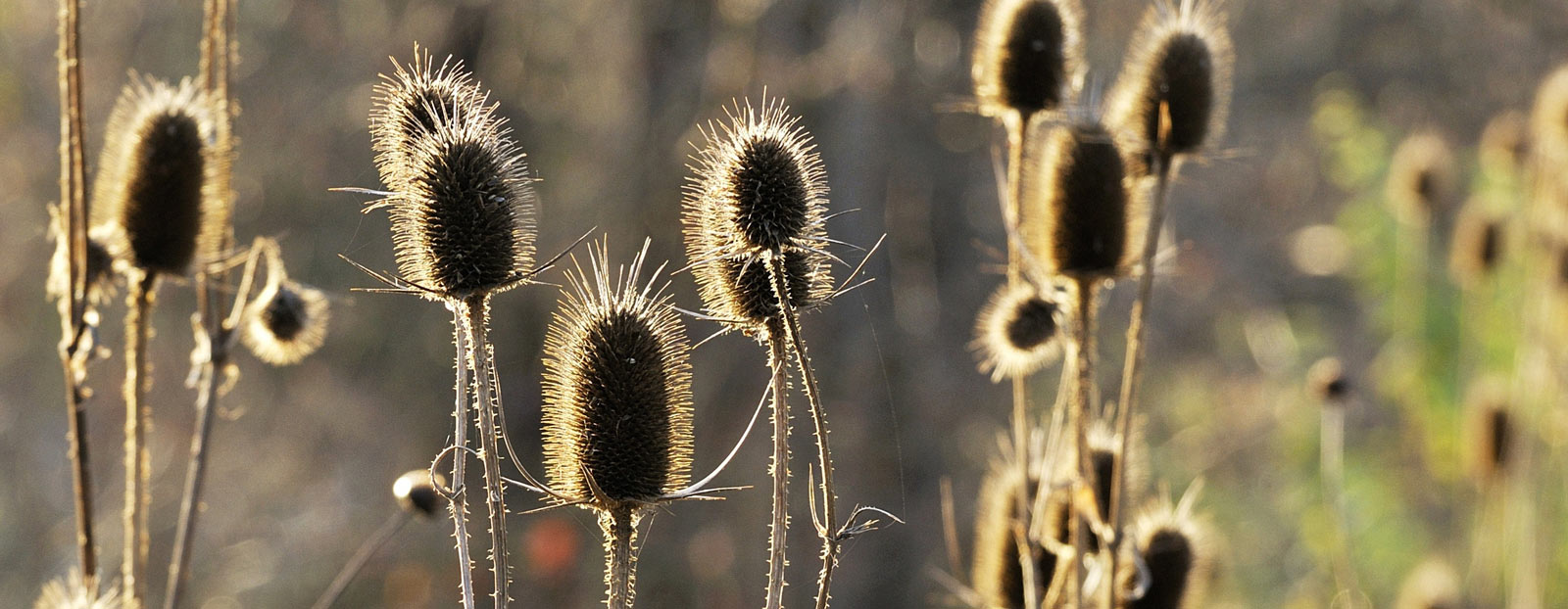 Teasel