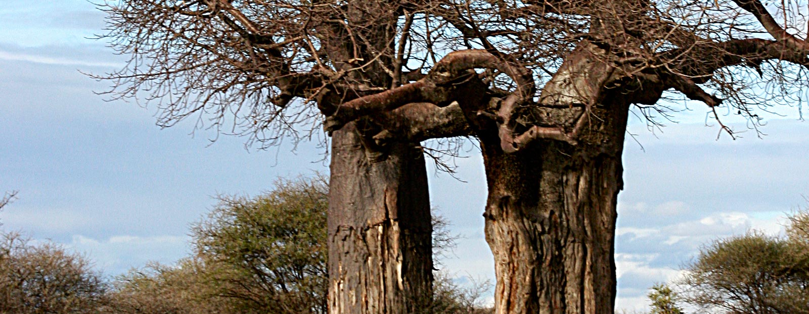 Baobab