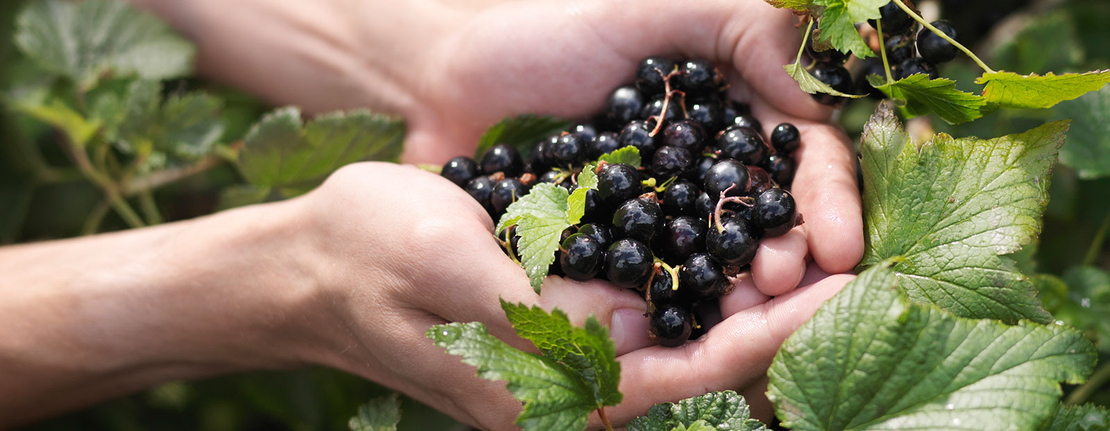 Blackcurrant