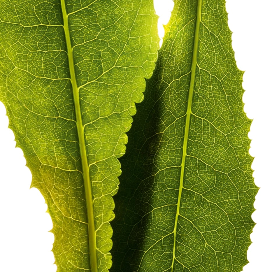 الهندباء-مستخلص الهندباء-Cichorium intybus (chicory) leaf extract