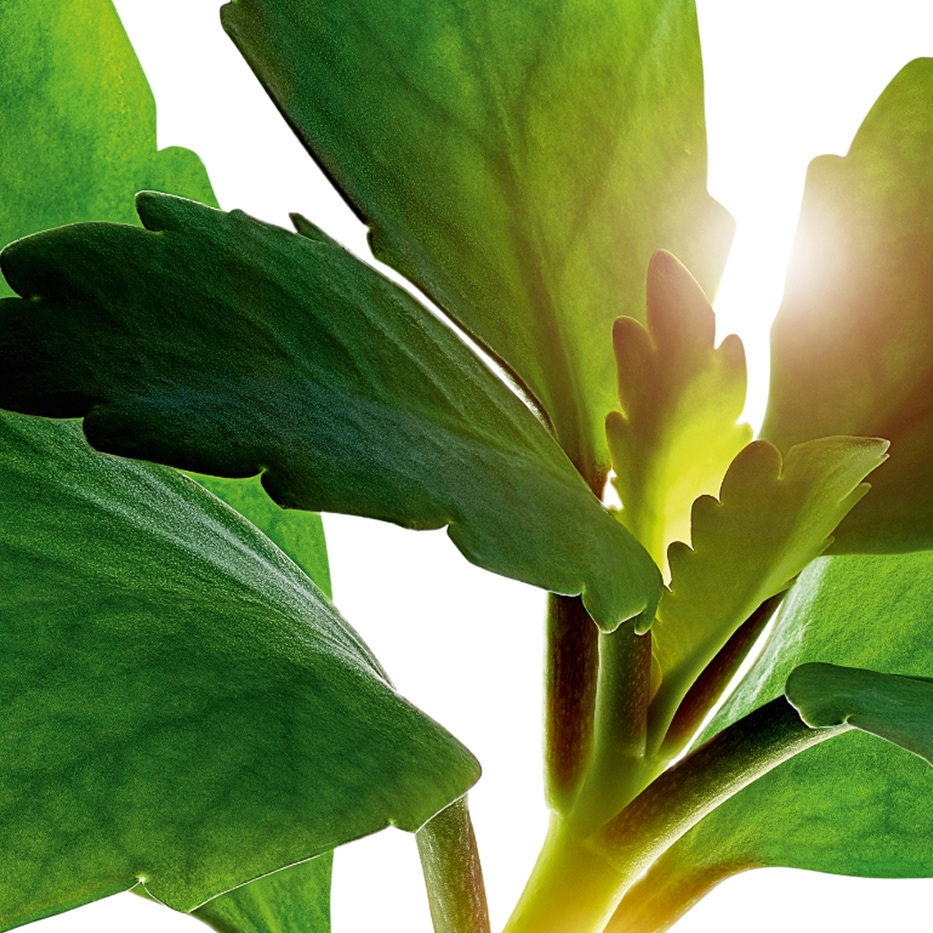 نبتة الحياة-مستخلص أوراق نبتة الحياة العضوي-Kalanchoe pinnata leaf extract