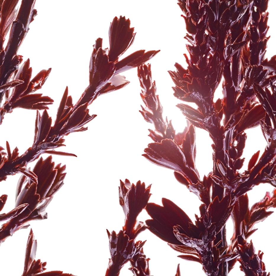 عشبة ميروثامنوس-مستخلص عشبة ميروثامنوس-Myrothamnus flabellifolia leaf/stem extract