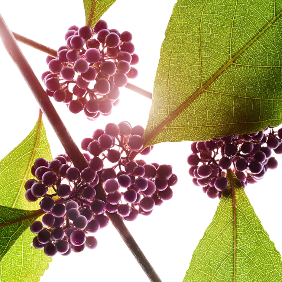 جميلة الثمر-مستخلص جميلة الثمر-Callicarpa japonica fruit extract