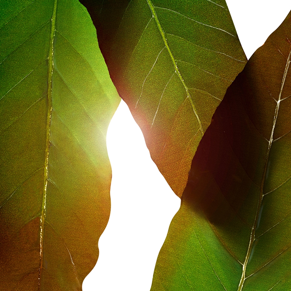 هوانغ تشي-مستخلص هوانغ شي-Engelhardtia chrysolepis leaf extract