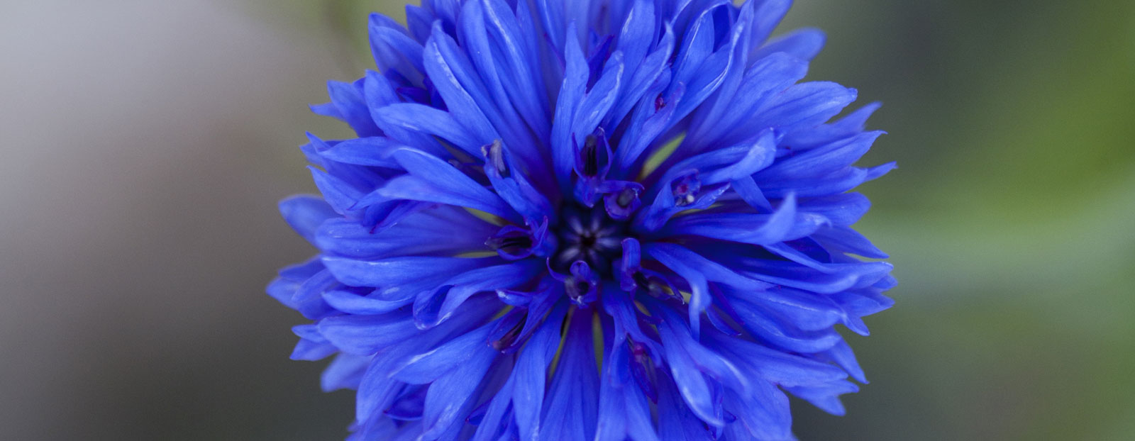 Cornflower